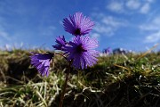 14 Soldanella alpina